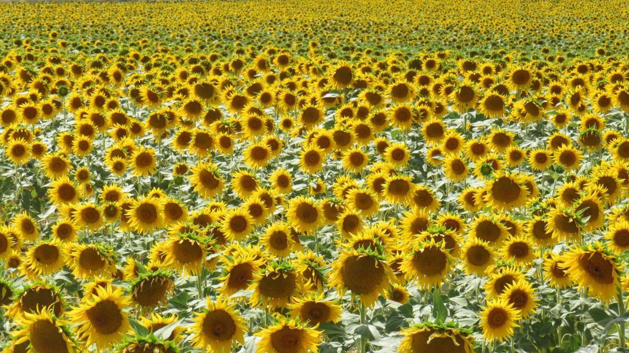 Nature'S Pace Holidays Montmaur  Esterno foto